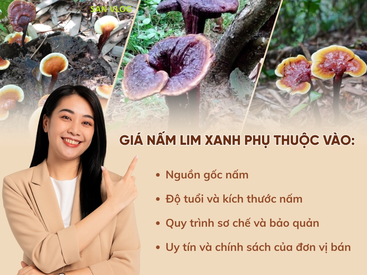 giá 1kg nấm lim xanh